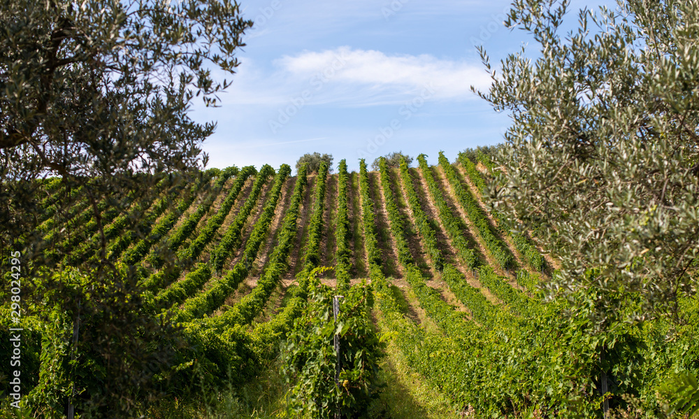 Vineyards with red grape for wine making. Big italian vineyard rows.