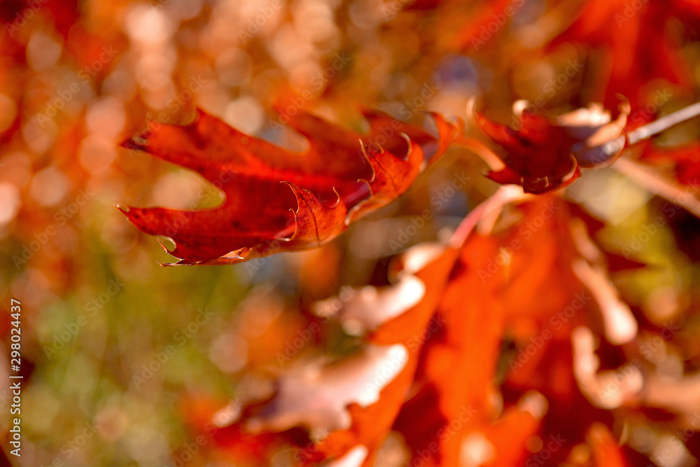 liście dębu czerwonego jesienią - obrazy, fototapety, plakaty 