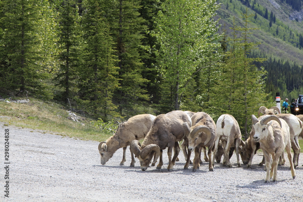 Naklejka premium travel trip japan japanese canada usa