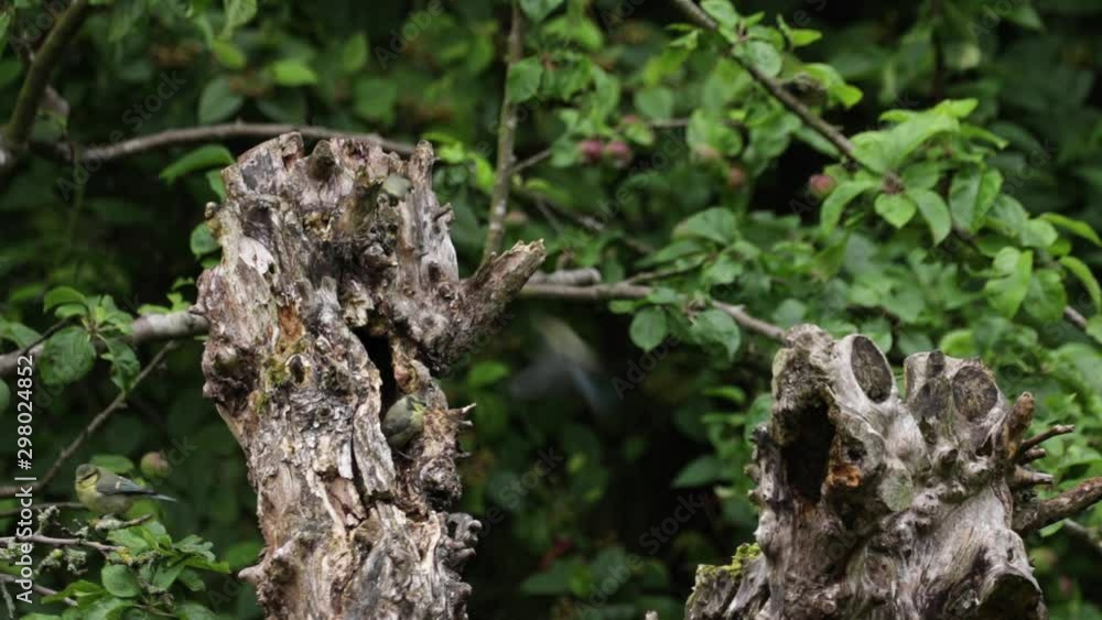 Lots Off Baby Blue Tit Birds On Rotting Dead Tree Stump Lots Off Baby Blue Tit Birds On Rotting Dead Tree Stump