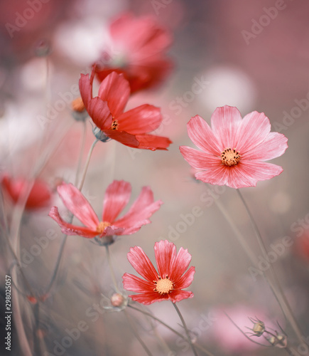 rozowe-kwiaty