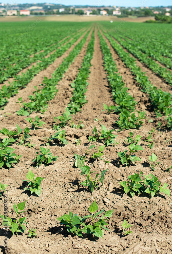 Legumes plantation. Soybean plants in rows. Legumes plantation. Soybean plants in rows.