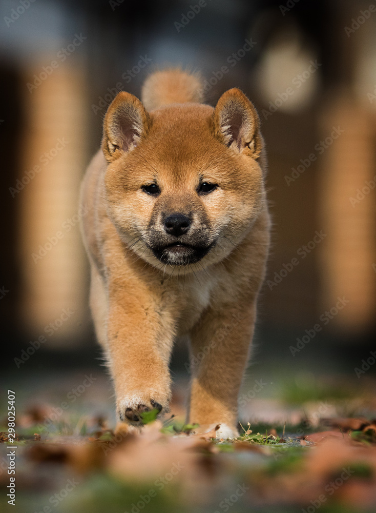 shiba inu puppy playing outdoors shiba inu puppy playing outdoors