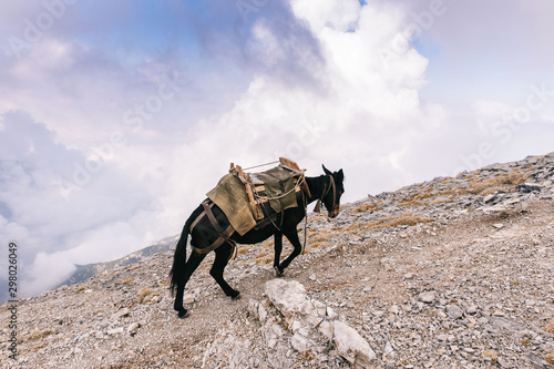 Donkey climbing mount olympus