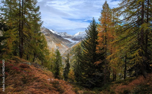 Aletschwald mit Aletschgletscher im Herbst zur Laubfärbung / Aletsch forest with Aletsch glacier in autumn with foliage photo