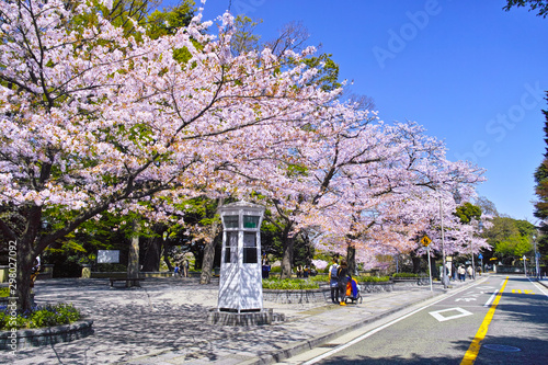 春の桜咲く横浜元町にある山手本通りの景観 photo