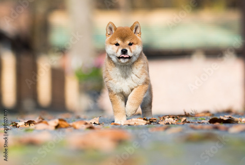 shiba inu puppy playing outdoors