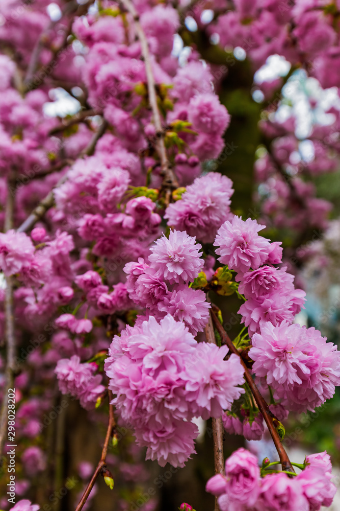 Sakura flower - nature background
