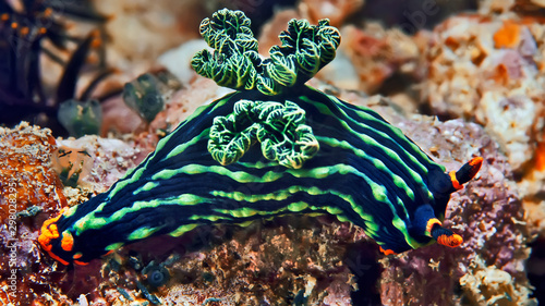 Foto Nembrotha kubaryana nudibranch crawling on the coral