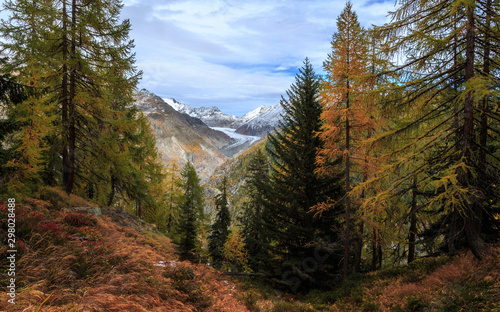 Aletschwald und Aletschgletscher im Herbst mit Laubfärbung / Aletsch forest and Aletsch glacier in autumn with foliage photo