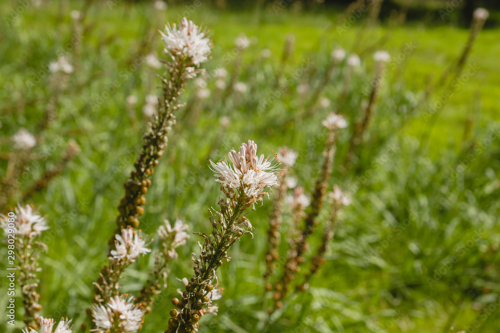 Asphodelus aestivus growing wild in a meadow