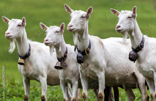 Four swiss goats with bells looking into the same direction   Vier Schweizer Ziegen mit Glocken in dieselbe Richtung schauend