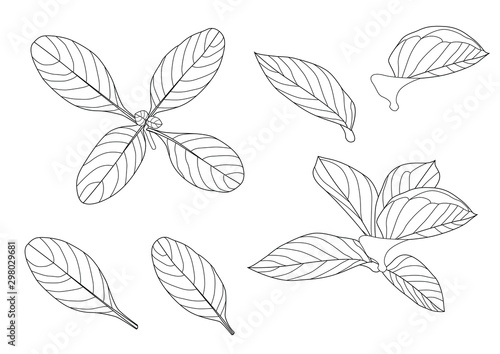 Leaves line single leaf and leaf pattern black Bring to color decorate on white background illustration vector © nantana