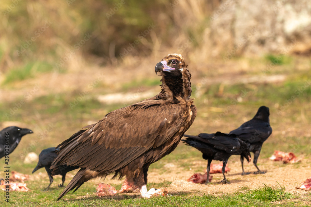 Portrait of a big vulture in the nature and some crows Portrait of a big vulture in the nature and some crows