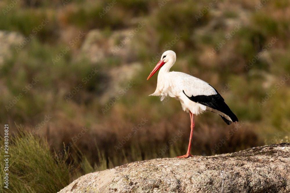 Elegant white stork Elegant white stork