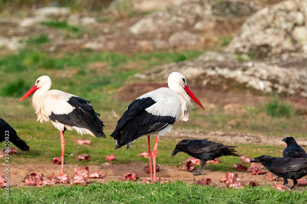 Two storks and crows Two storks and crows