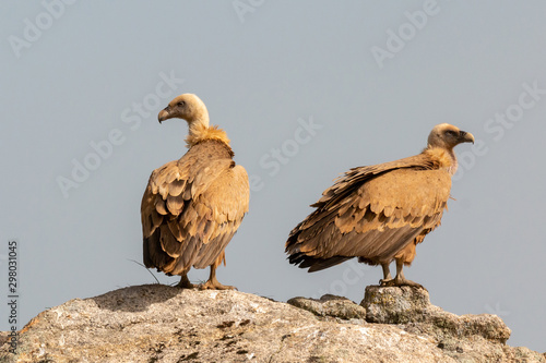 Vultures on a big rock with the cloudy sky