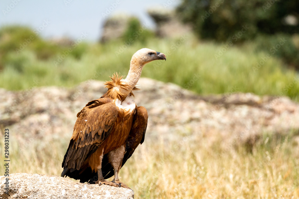 Fototapeta premium Portrait of a vulture