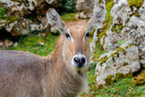 Beautiful portrait of a kind of antelope, the Cobo Lichi