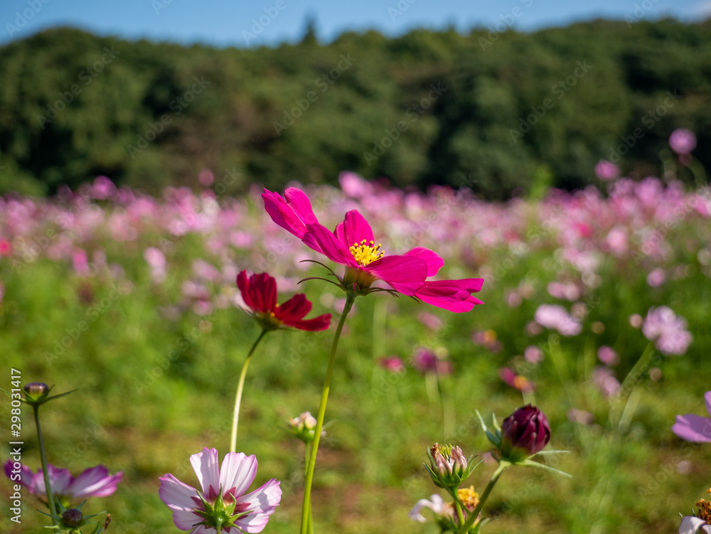 Cosmos flowers on green background of blue sky Cosmos flowers on green background of blue sky