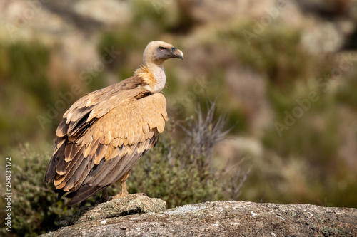 Portrait of a black vulture