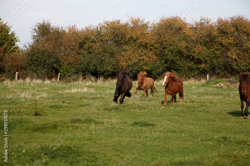 Pferde auf der Weide in Bewegung