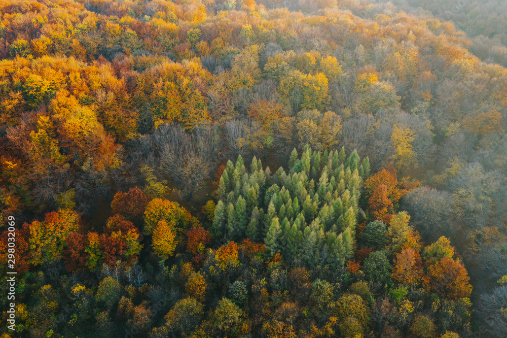 Colorful trees at the beginning of autumn seen from a drone. Colorful trees at the beginning of autumn seen from a drone.