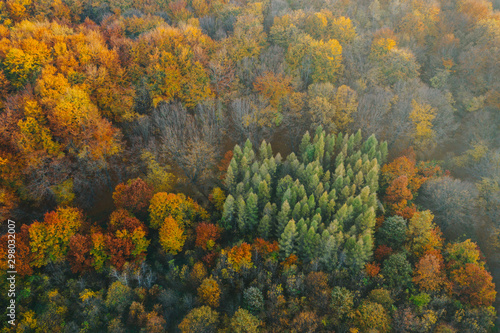 Colorful trees at the beginning of autumn seen from a drone.