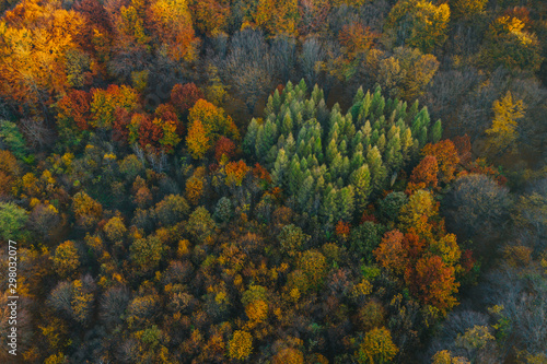 Colorful trees at the beginning of autumn seen from a drone. © belyaaa
