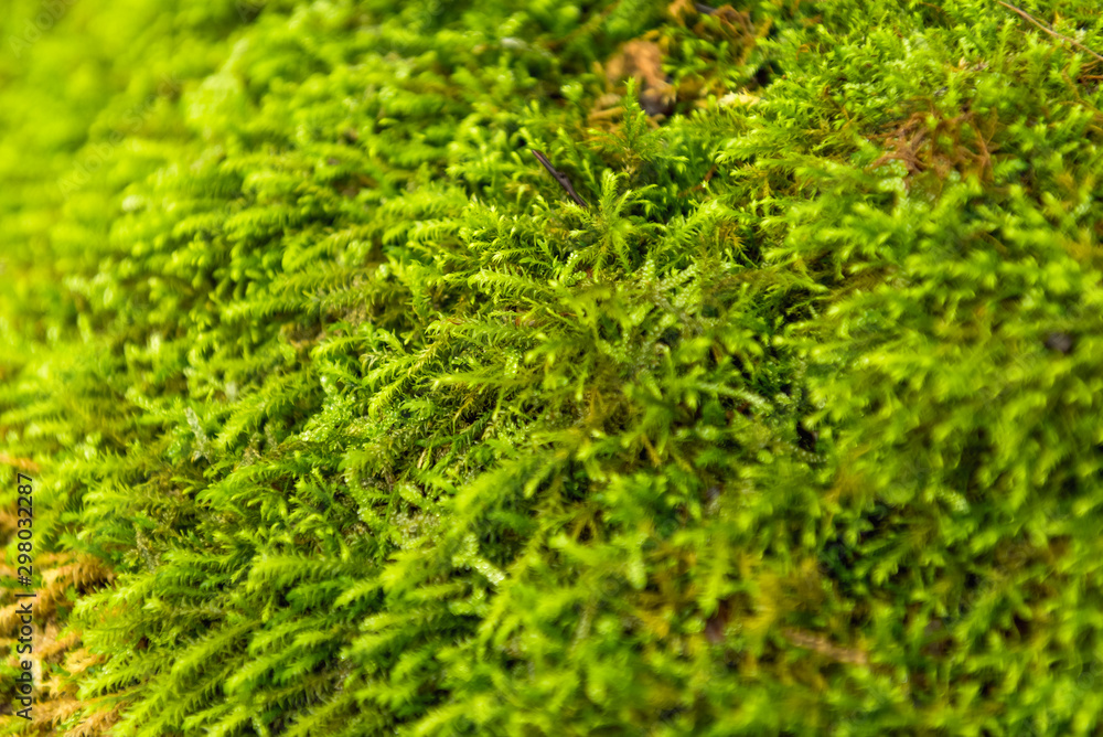 tree with moss in forest