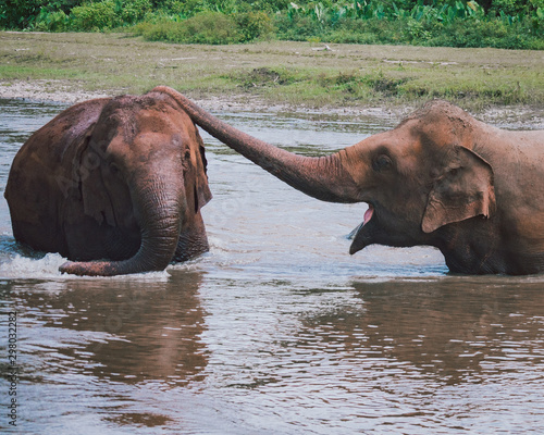 Photography bathing elephants in the water having fun and showing affection