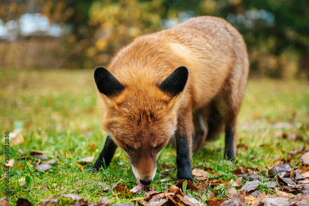 Fototapeta premium Red fox in the forest during autumn season.