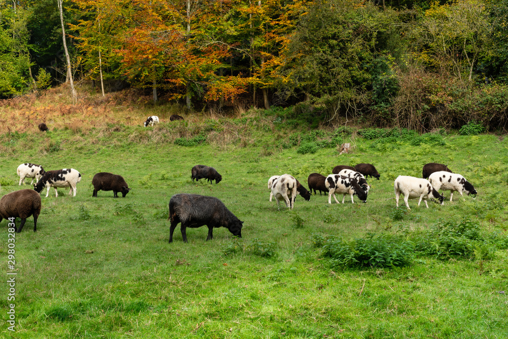 Jacob sheep in feild with autumn woods Jacob sheep in feild with autumn woods