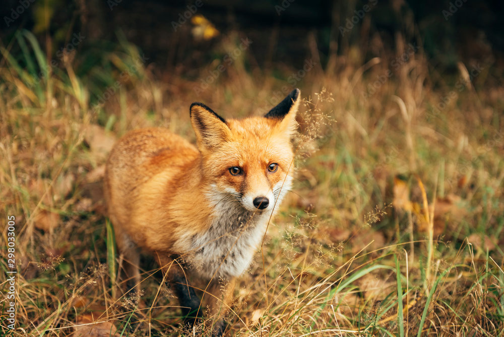 Fototapeta premium Red fox in the forest during autumn season.
