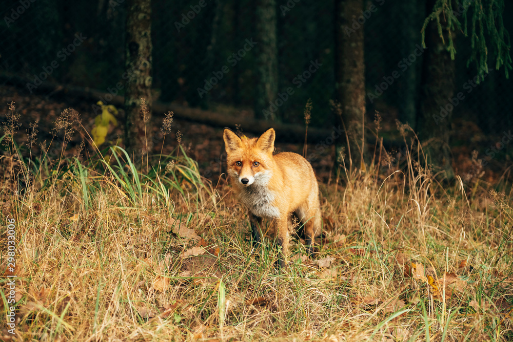 Red fox in the forest during autumn season. Red fox in the forest during autumn season.