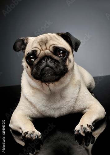 Studio shot of an adorable Pug (or Mops) lying and looking curiously at the camera © kisscsanad