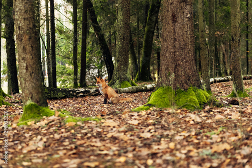 Red fox in the forest during autumn season. © valdisskudre