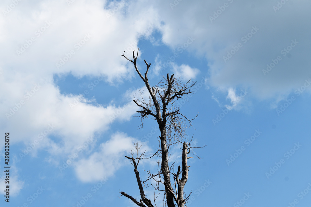 Dead tree on blue sky background Dead tree on blue sky background
