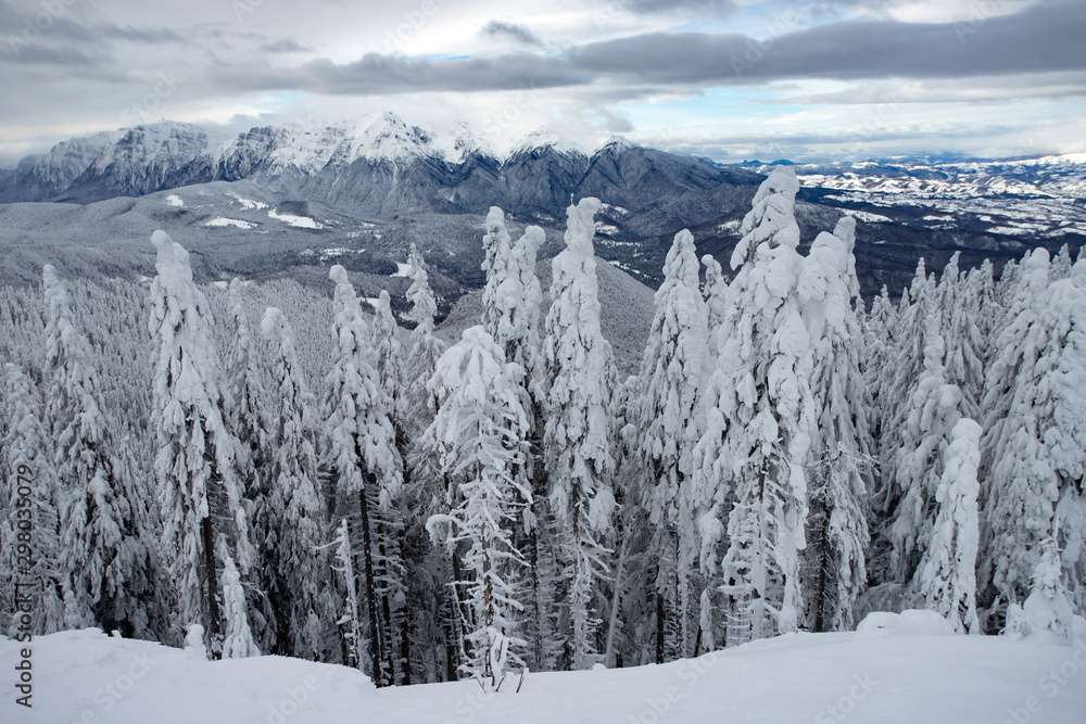 Fototapeta premium Snowy fir trees