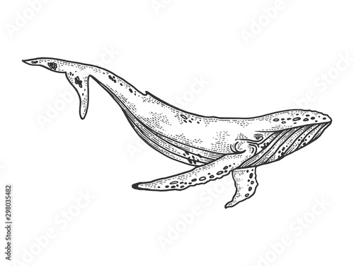 Whale sketch engraving vector illustration. T-shirt apparel print design. Scratch board style imitation. Black and white hand drawn image.