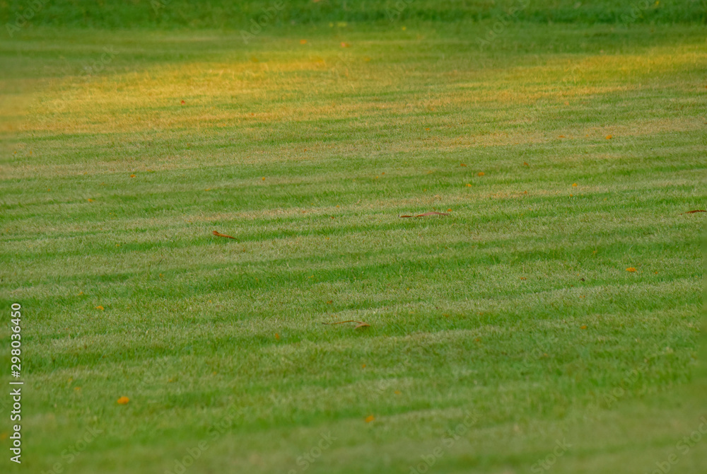 football field Is a green lawn That has been beautifully trimmed