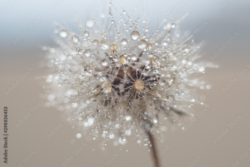 Round fluffy dandelion in water drops and bokeh on a delicate blue background