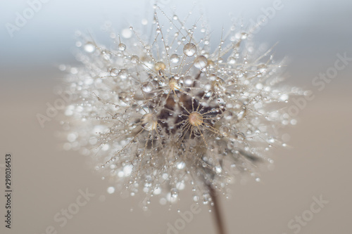 Round fluffy dandelion in water drops and bokeh on a delicate blue background