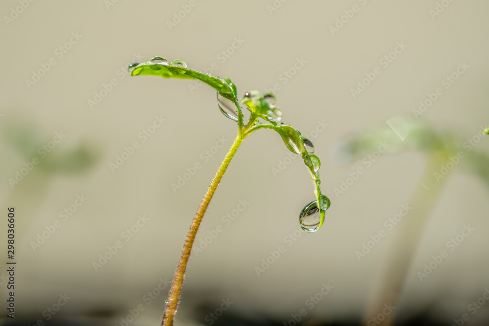 seedling pot plate, watering by spraying to the small tamomo plants, us dollar and euro coins stack near plant, safety food, nature, environment and ecology care. seedling pot plate, watering by spraying to the small tamomo plants, us dollar and euro coins stack near plant, safety food, nature, environment and ecology care.