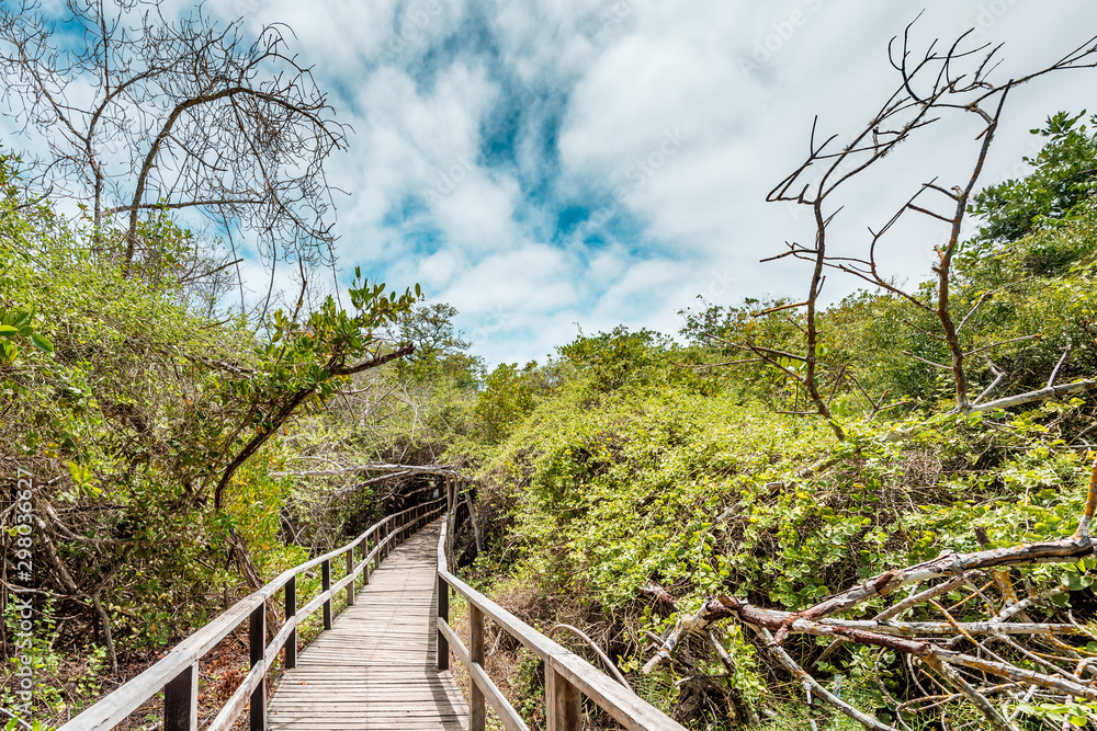 Walking on a boardwalk through a green mangrove forest at Concha de Perla on the Island of Isabela, Galapagos Islands, Ecuador, South America