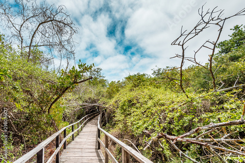 Obraz na płótnie Walking on a boardwalk through a green mangrove forest at Concha de Perla on the Island of Isabela, Galapagos Islands, Ecuador, South America w salonie