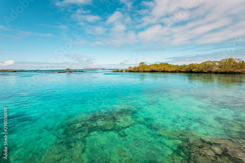 Fototapeta Naklejka Na Ścianę i Meble -  The blue lagoon of Concha de Perla with green mangrove forest on the Island of Isabela, Galapagos Islands, Ecuador, South America