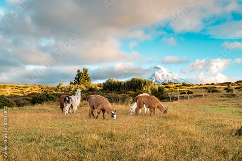 Lamas and Alpakas standing in grasslands of the Cotopaxi National Park, behind them the Cotopaxi volcano with snowy peak, idyllic setting of Ecuador, South America
