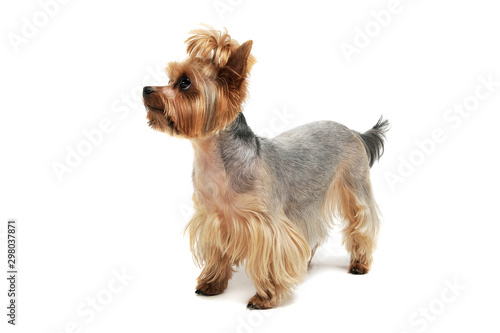 Studio shot of an adorable Yorkshire Terrier looking up curiously with funny ponytail