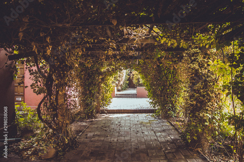 Arch of green plants and ivy